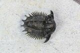 Bumpy Acanthopyge (Lobopyge) Trilobite #92942-4